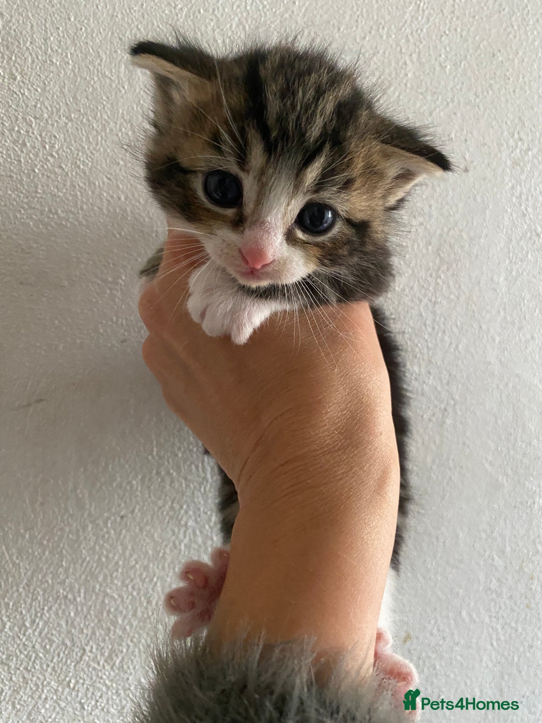 RagaMuffin cats for sale: Beautiful Ragdoll kittens  - Image 1