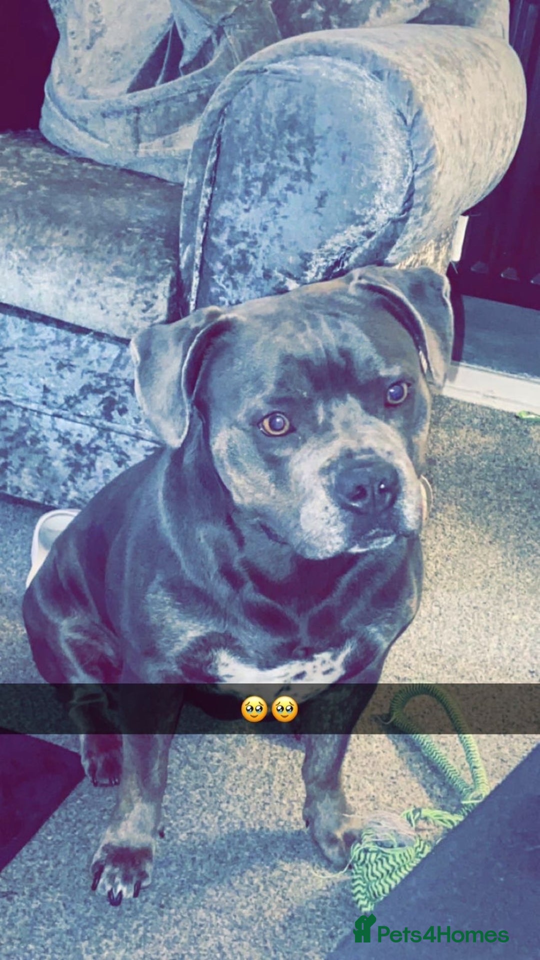 American Bull Staffy dogs for sale: Female staffy - Image 8