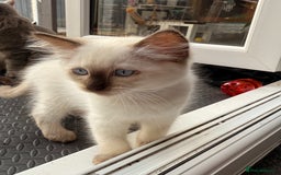 Ragdoll cats for sale: Cinnamon lynx ragdoll RARE  - Image 6