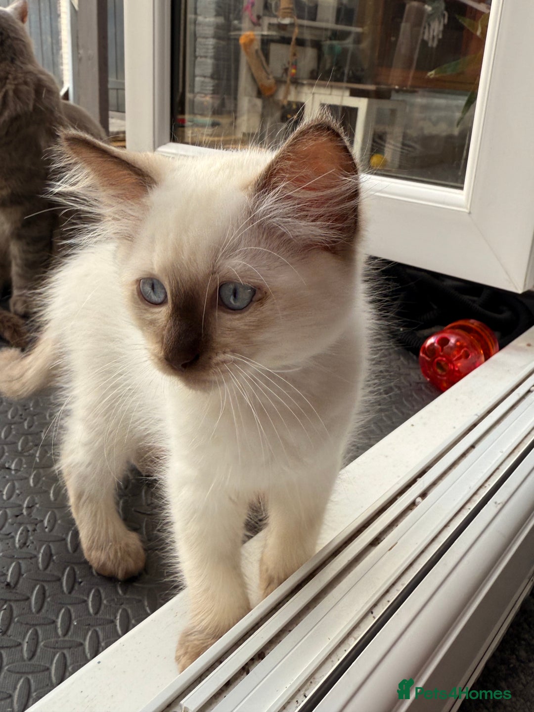 Ragdoll cats for sale: Cinnamon lynx ragdoll RARE  - Image 6