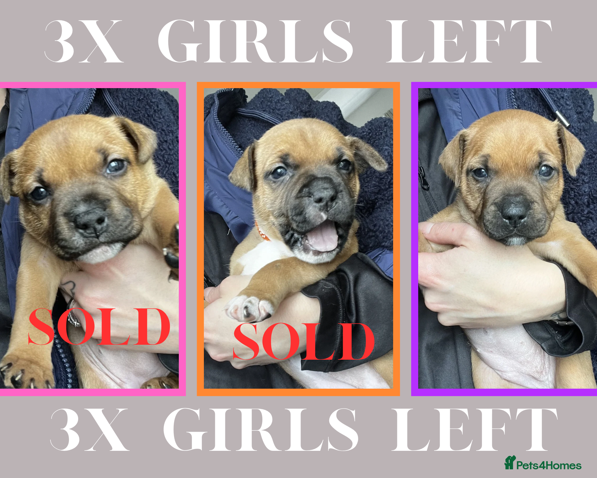 Staffordshire Bull Terrier dogs STUNNING RED STAFFORDSHIRE BULL TERRIER PUPS - Advert 3