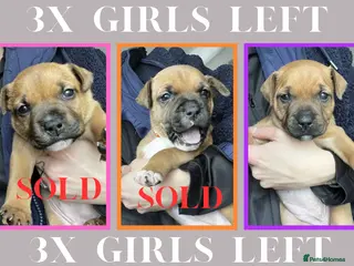 Staffordshire Bull Terrier dogs STUNNING RED STAFFORDSHIRE BULL TERRIER PUPS - Advert 3