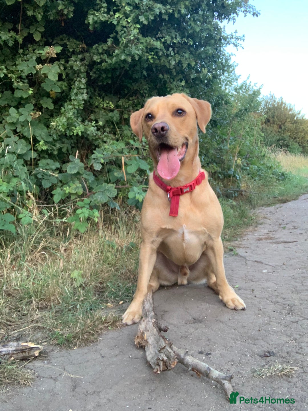 Labrador Retriever dogs for sale: My Boy Lenny - Labrador  - Image 37
