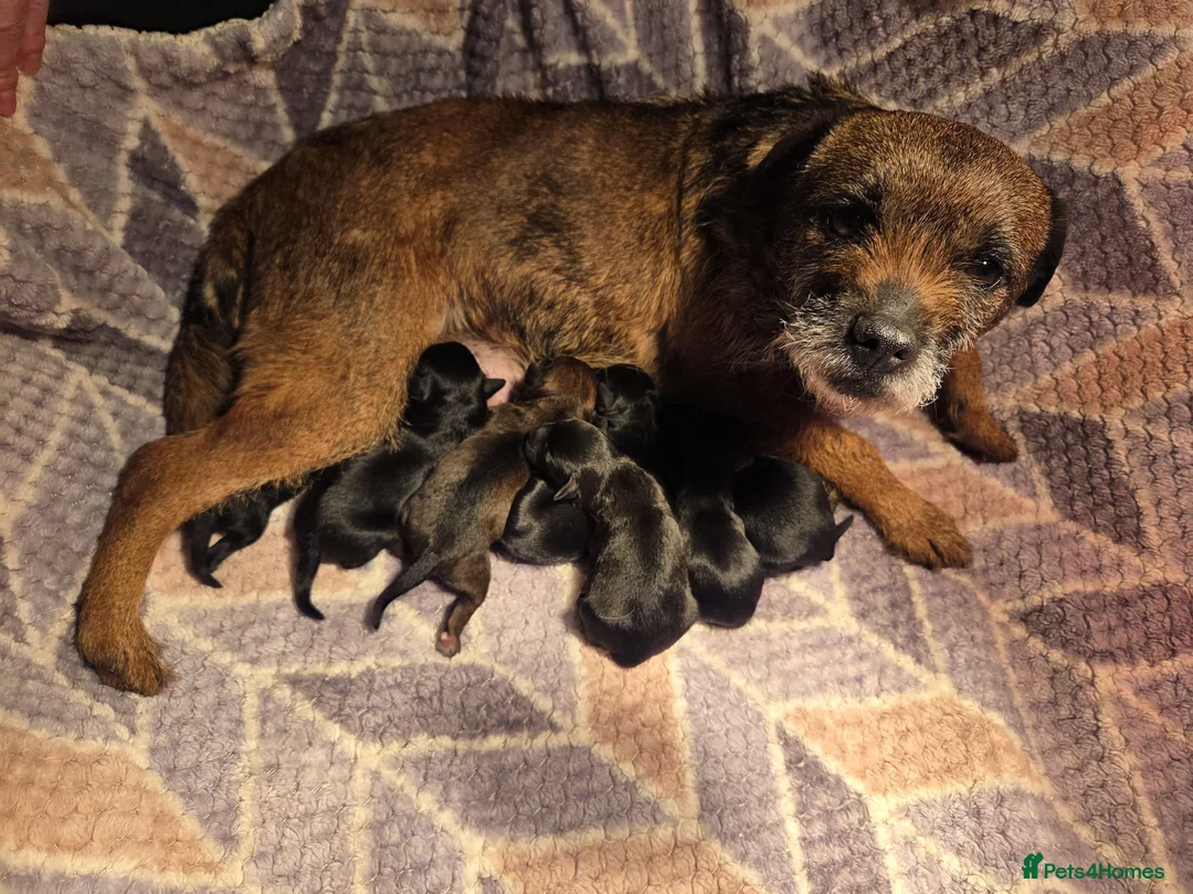Mixed Breed dogs for sale: Border Terrier X Poodle Mix - Advert 1