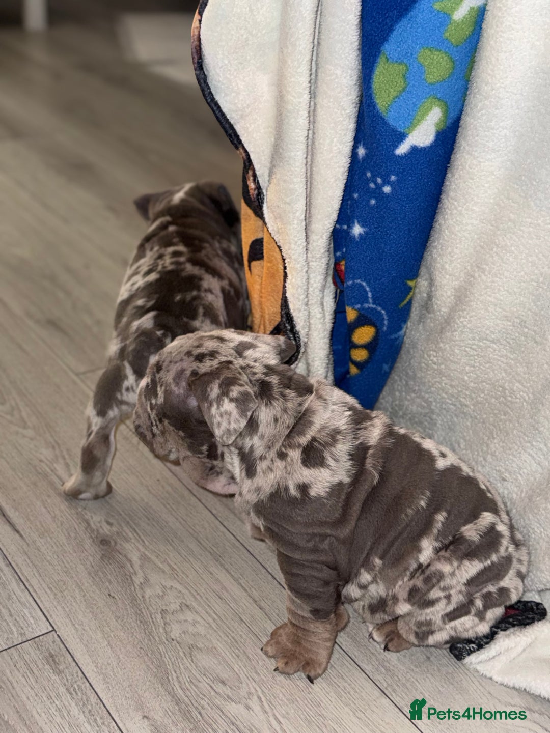 English Bulldog dogs for sale: English Bulldogs ready to leave 10/12/25  - Advert 32