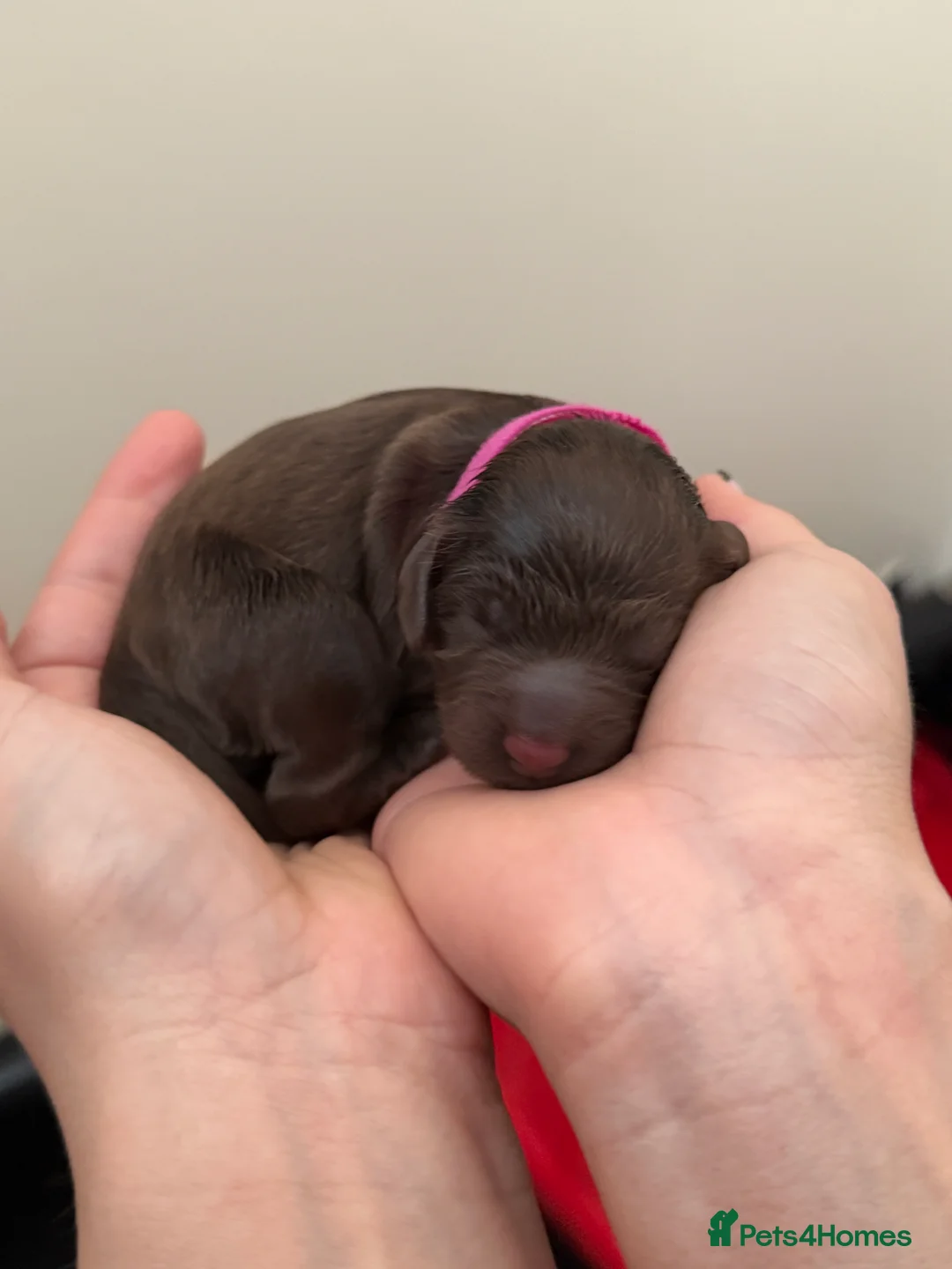 Cockapoo dogs for sale: Cockapoo puppies  in Darlington - Advert 2