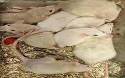 Rat rodents for sale: Very friendly baby rats, including dumbo Siamese  - Image 10