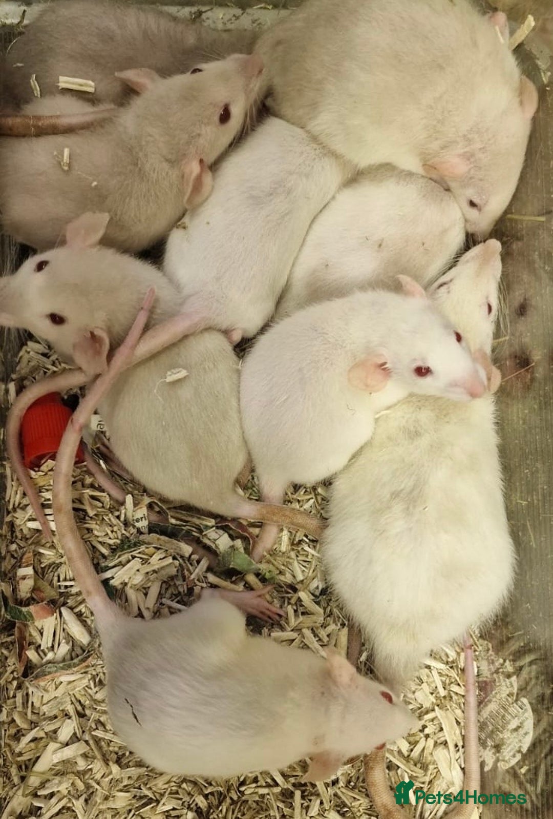 Rat rodents for sale: Very friendly baby rats, including dumbo Siamese  - Image 10