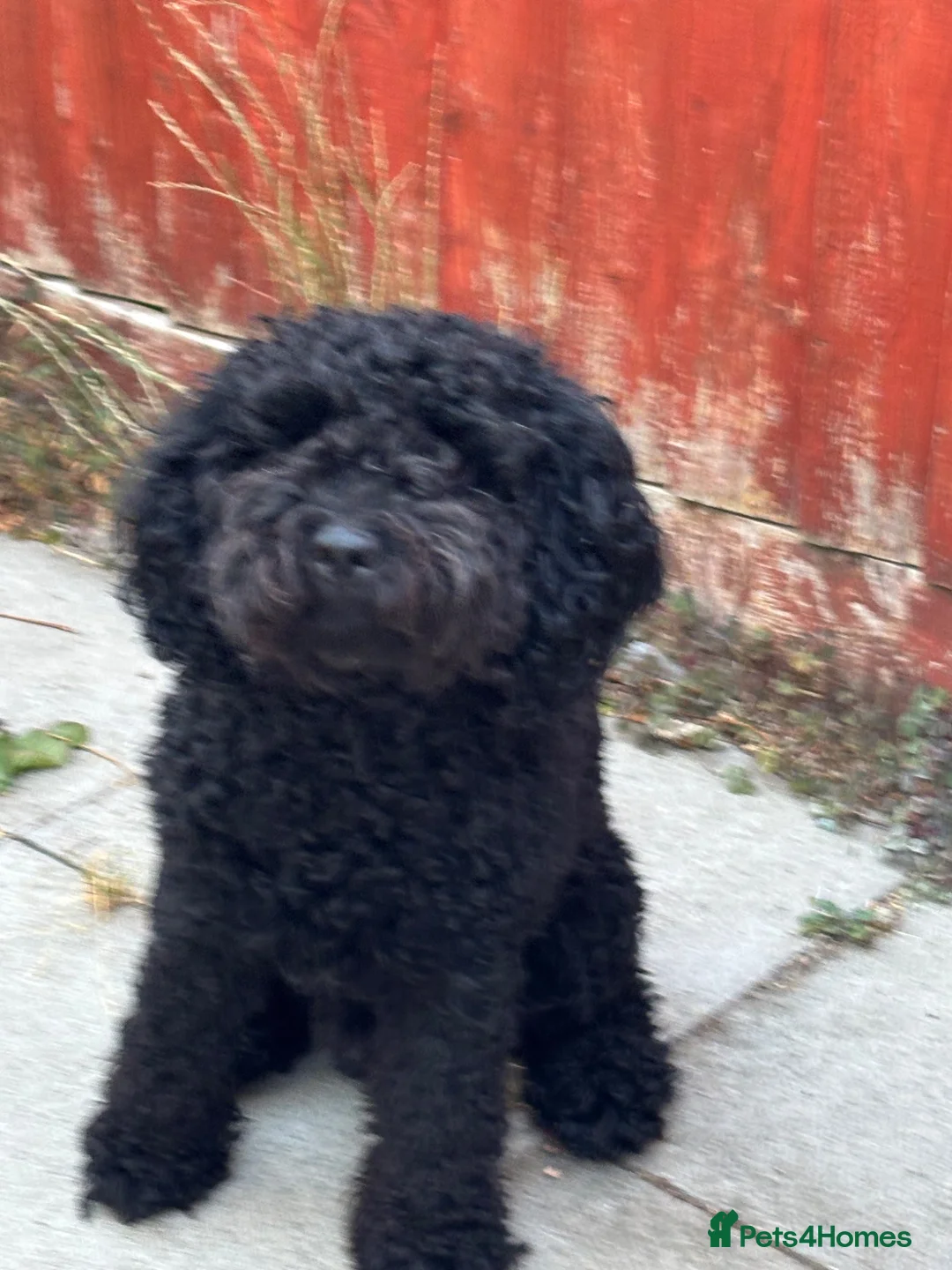 Cockapoo dogs for stud: Yogi bear - Advert 6