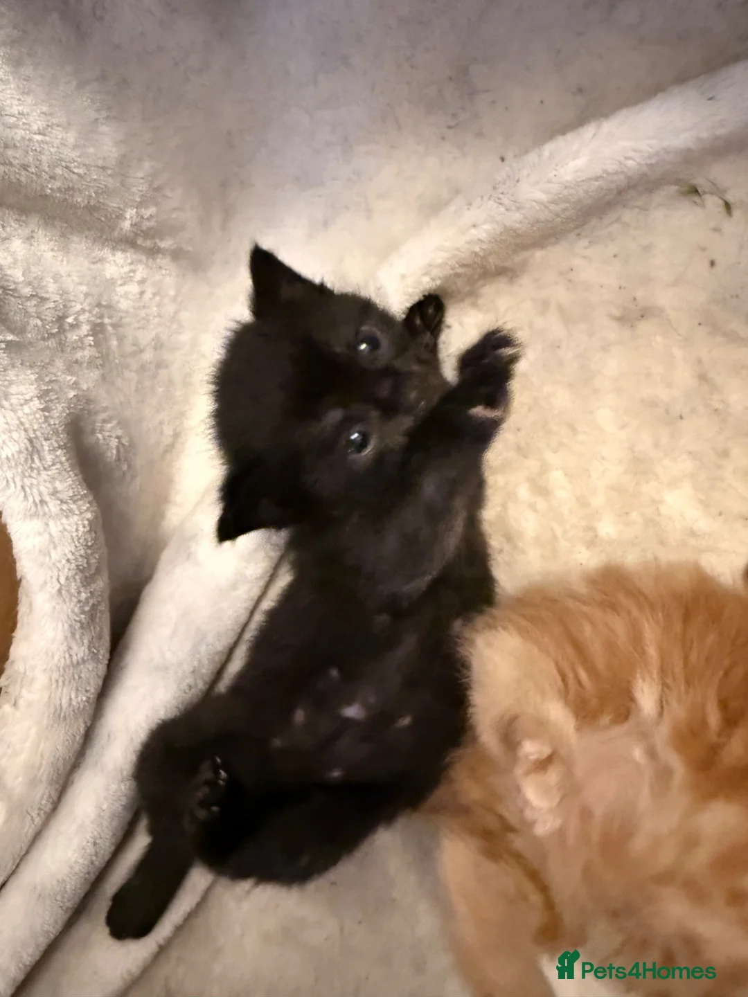 Mixed Breed cats for sale: Cute mixed bop tail kittens - Advert 7