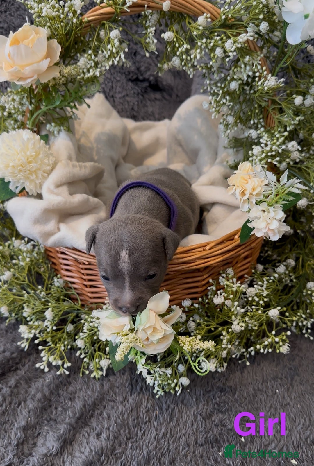 Staffordshire Bull Terrier dogs for sale: Stunning Staff Puppies  - Image 26