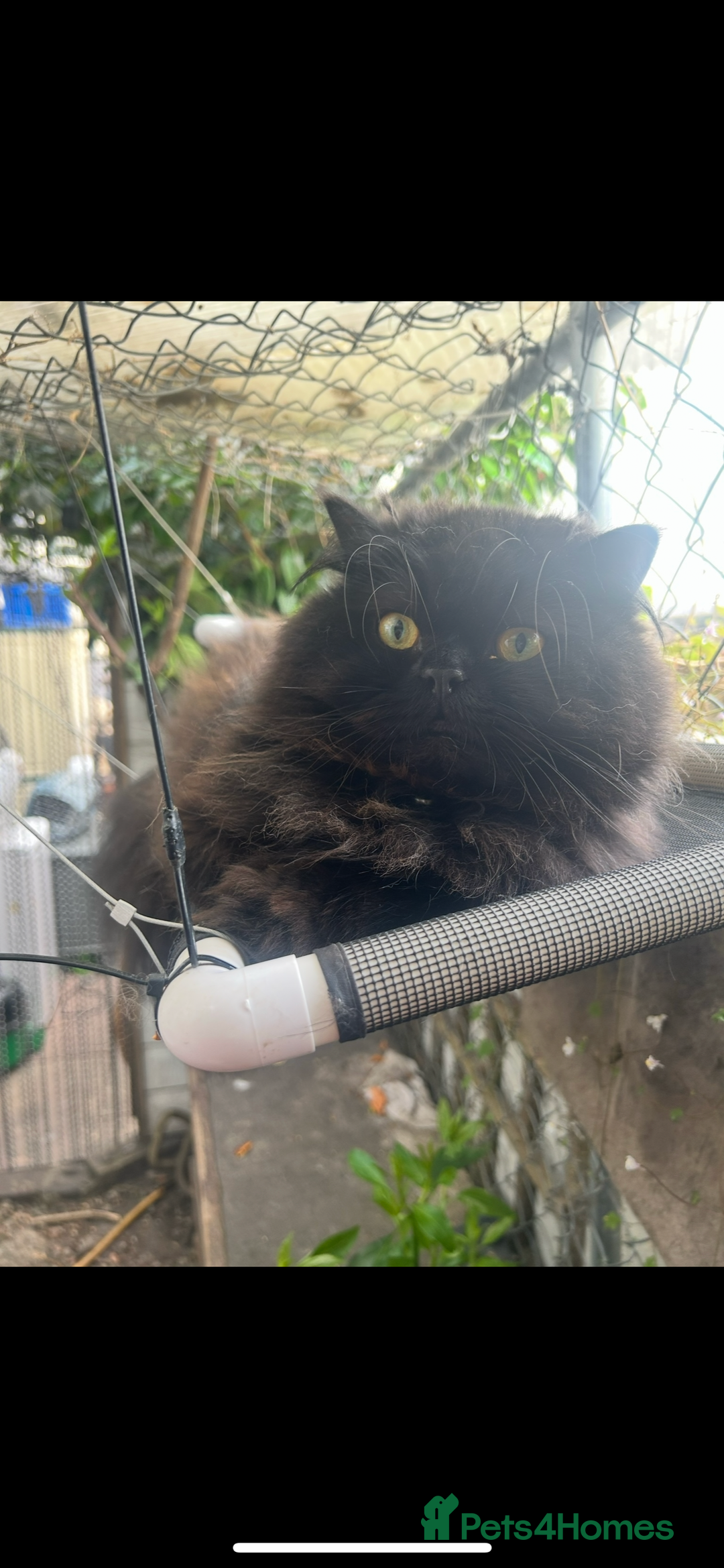 Persian cats for sale: Persian exotic cats - new homes needed - Image 17