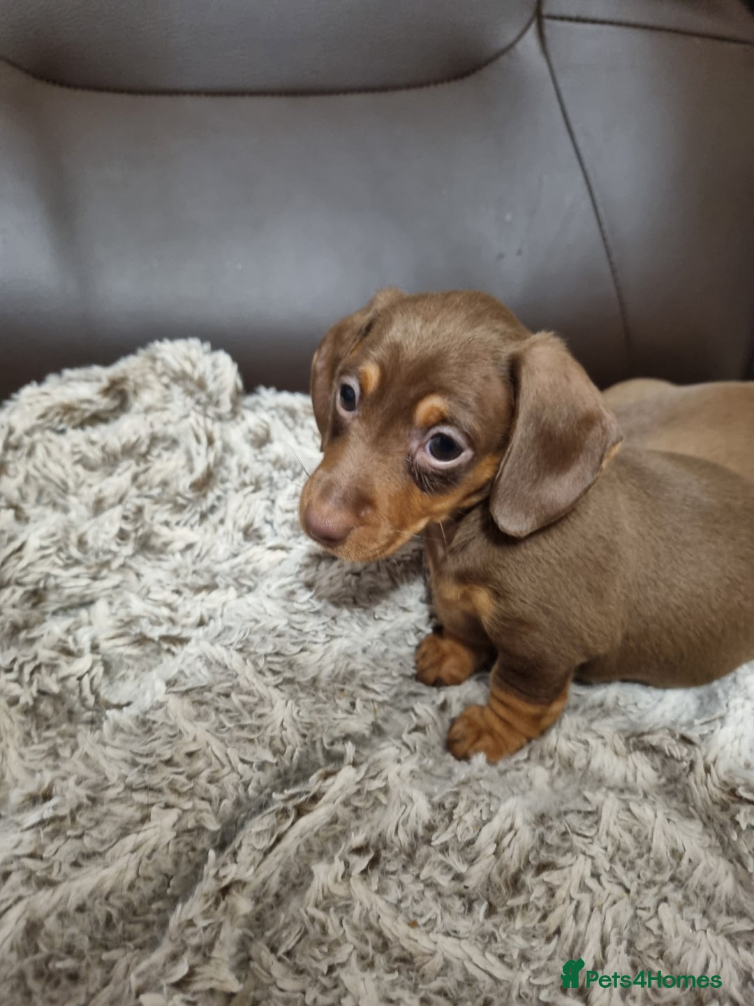 Miniature Dachshund dogs for sale: Adorable Miniature Dachshund Puppies - £750 each - Image 3