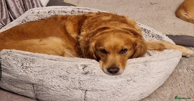 Golden Retriever dogs - Advert 16