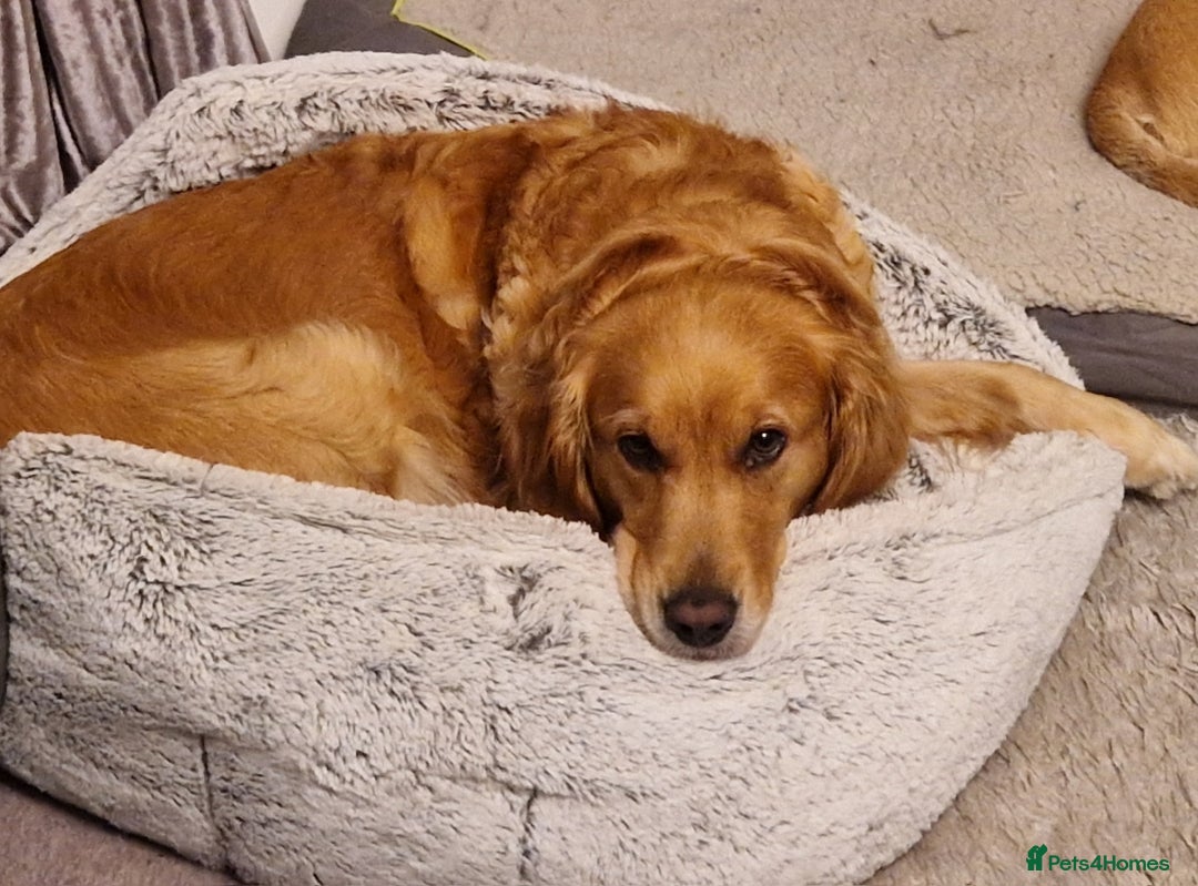 Golden Retriever dogs for sale: Gorgeous dark golden litter - Image 2