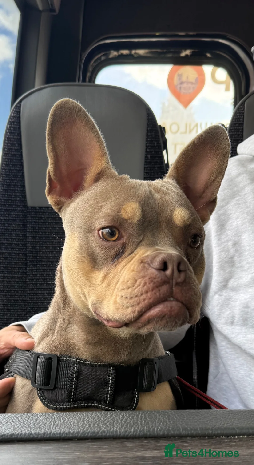 Mixed Breed dogs for sale: Blue Frenchie X Pocket Bully - Advert 1