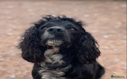 Cockapoo dogs for sale: Stunning DNA Health tested Cockapoos puppies - Image 6