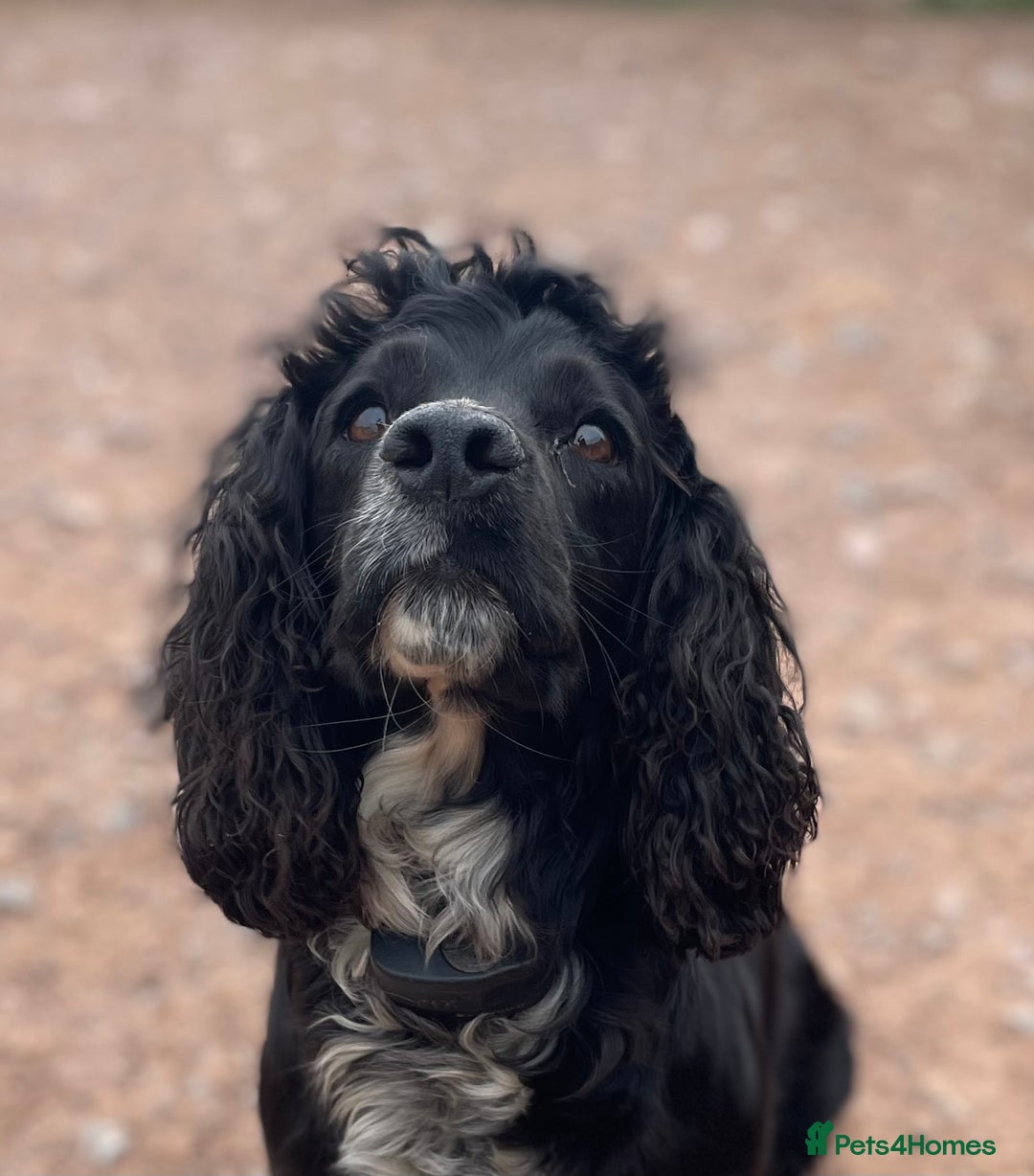 Cockapoo dogs for sale: Stunning DNA Health tested Cockapoos puppies - Image 6