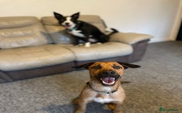 Mixed Breed dogs for sale: Diesel!! Urgent  - Image 5