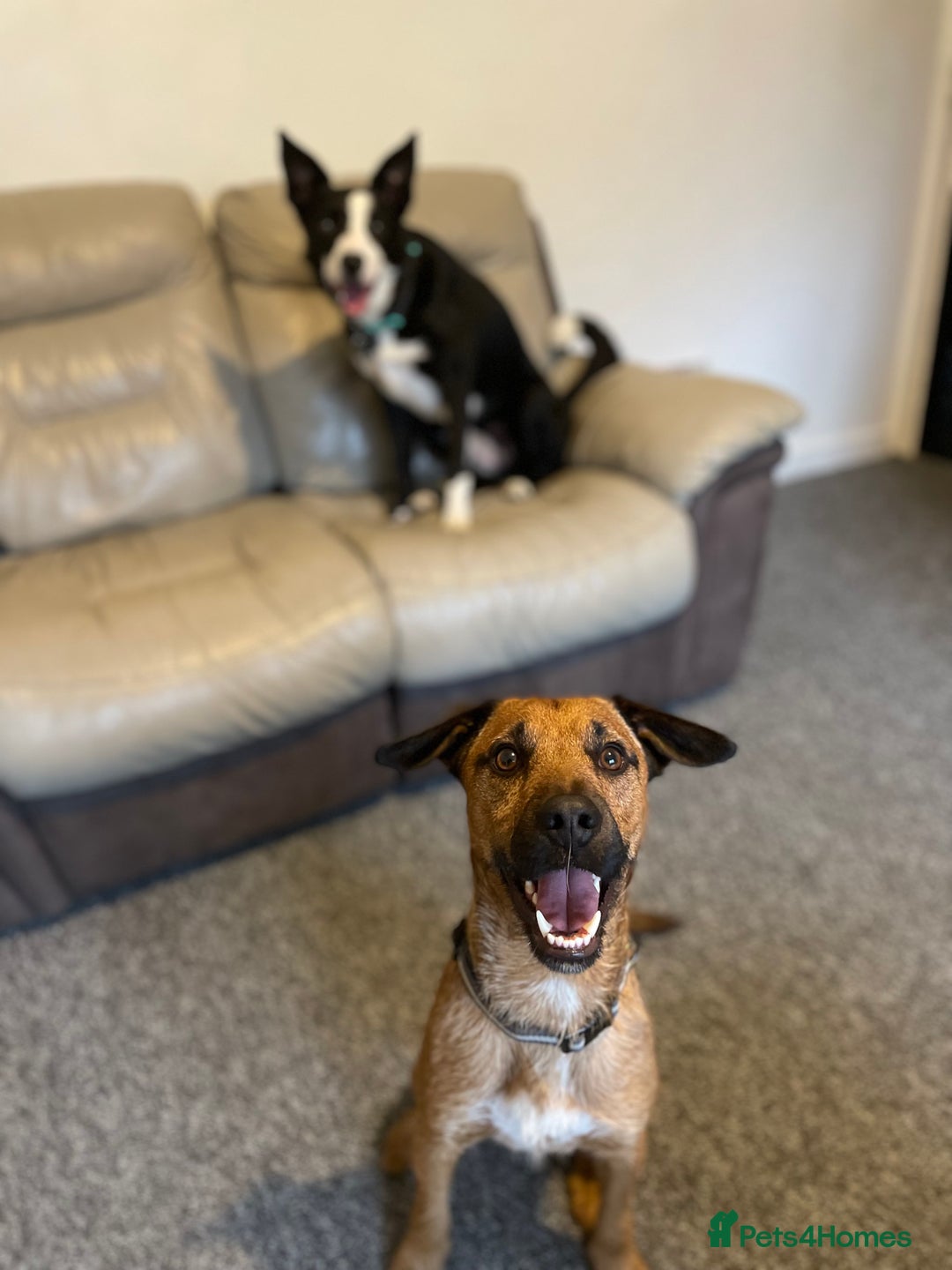 Mixed Breed dogs for sale: Diesel!! Urgent  - Image 5