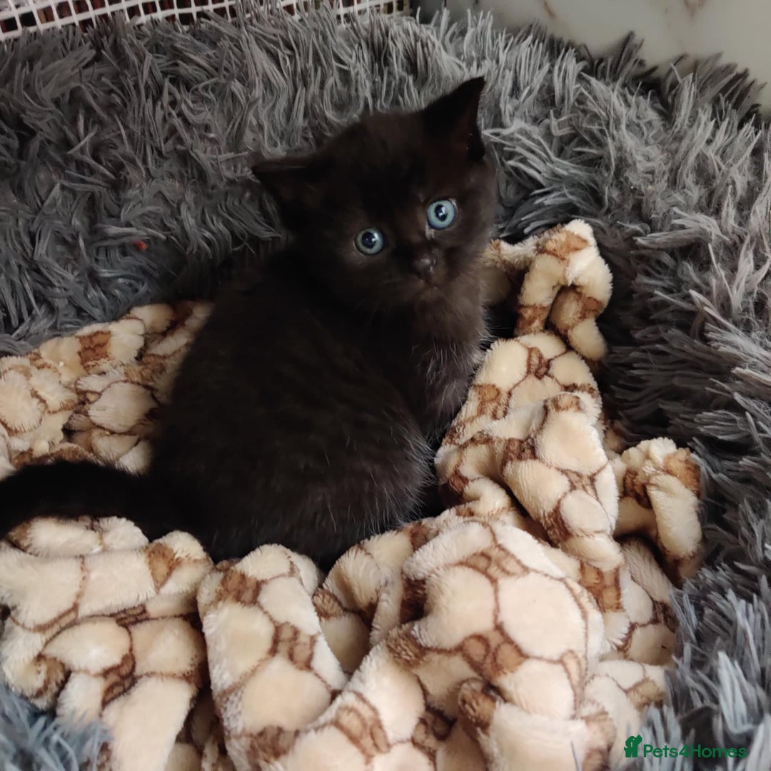 Mixed Breed cats for sale: Adorable 2 kitten  - Advert 3