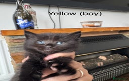 Mixed Breed cats for sale: Black mixed Kittens - Image 9