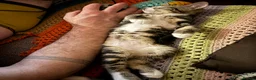 Mixed Breed cats for sale: Cuddly Tabby Kittens – Home Raised - Advert 3