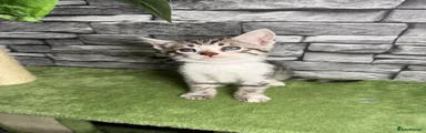 Bengal Kitten 3