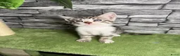 Bengal cats for sale: 5 beautiful girl bengal cross breed 🩷 - Advert 14