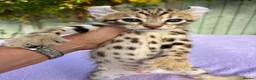 Keetso cats for sale: Stunning wild looking polydactyl curl ear keetsos  - Advert 4