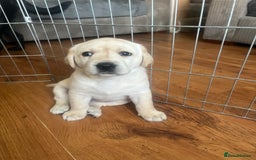 Labrador Retriever dogs for sale: Top Pedigree Labrador retriever puppies - Image 26