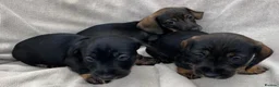 Miniature Dachshund dogs for sale: Miniature Wire Haired Dachshunds  - Advert 6