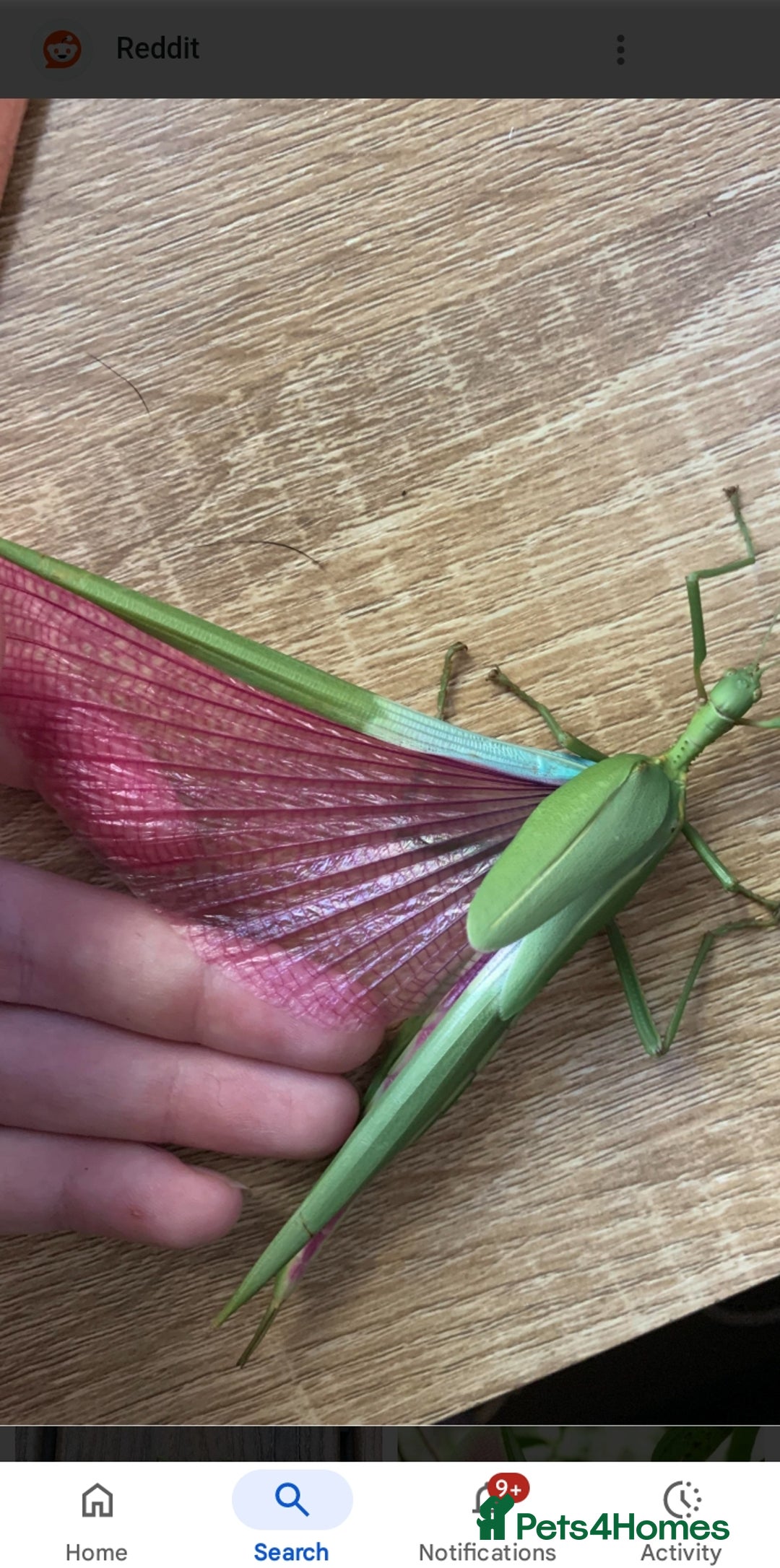 Stick Insects invertebrates for sale: Pink winged stick insect  - Advert 3