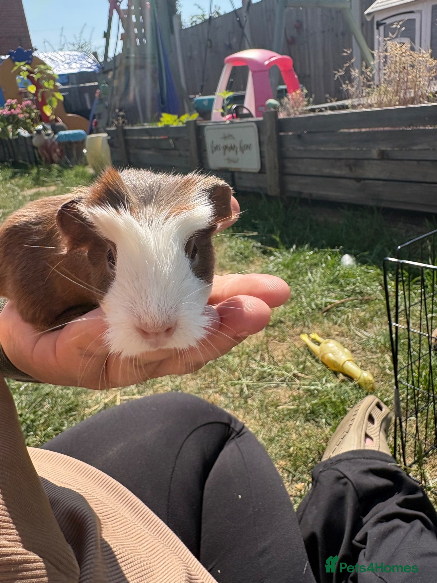 Guinea Pig rodents Baby Girls & Boys - Advert 18
