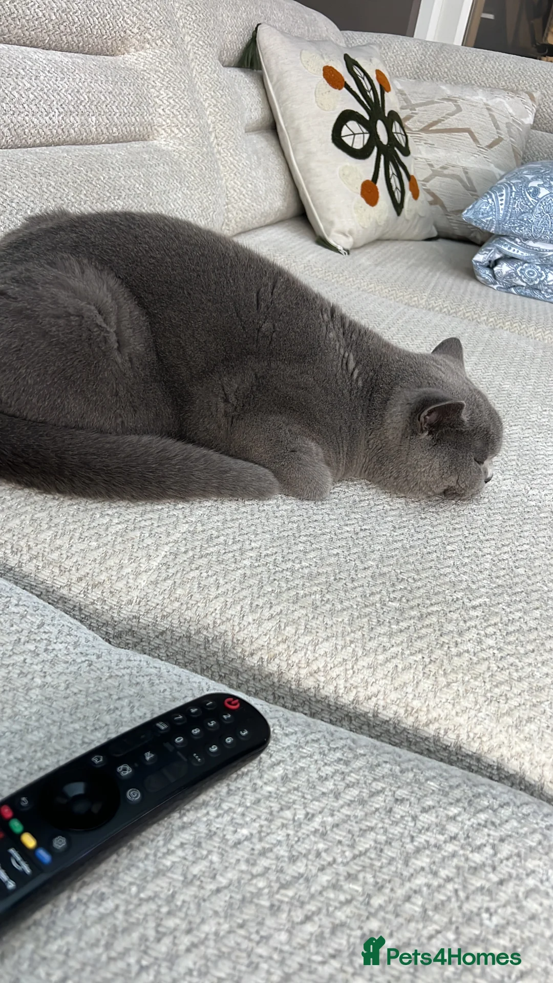 British Shorthair cats for sale: Bella - Advert 2