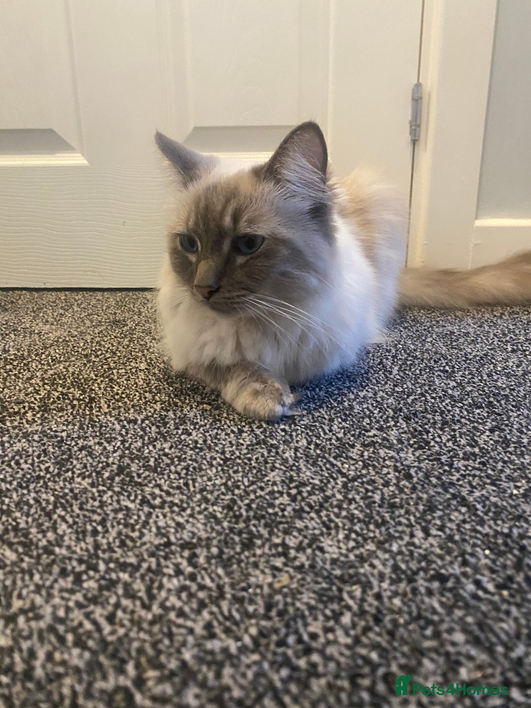 Ragdoll cats for sale: Lovely Ragdoll boy looking for forever home  - Advert 9