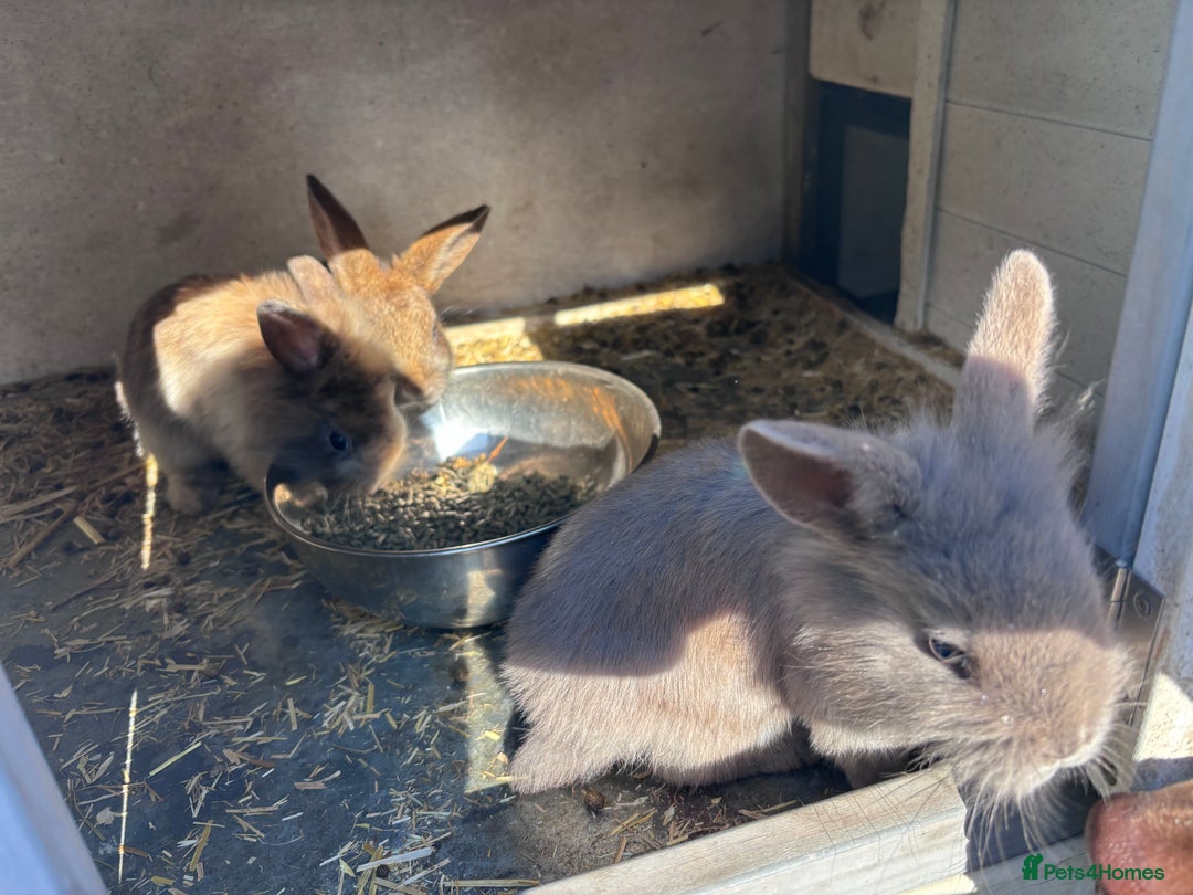 Mini Lion Lop rabbits for sale: READY NOW!! 4 Beautiful Mini Lionhead Lops!  - Image 4