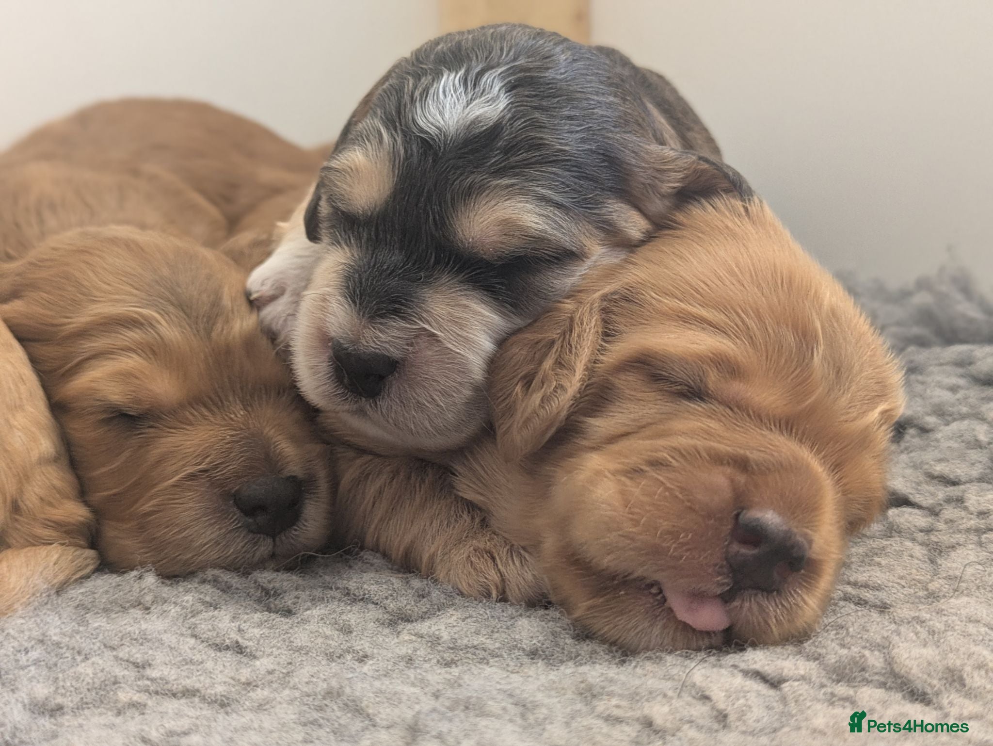 Cockapoo dogs Champion Line, Show Type F1 Cockapoo Puppies - Advert 1