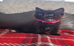 Mixed Breed cats for sale: Just 3 left 1 girl and 2 boys - Image 6