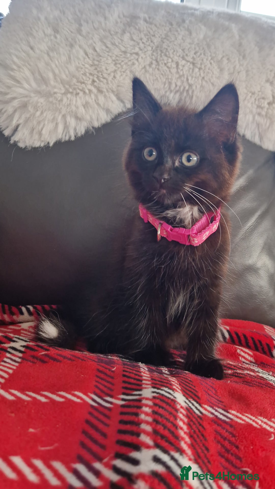 Mixed Breed cats for sale: Just 3 left 1 girl and 2 boys - Image 6