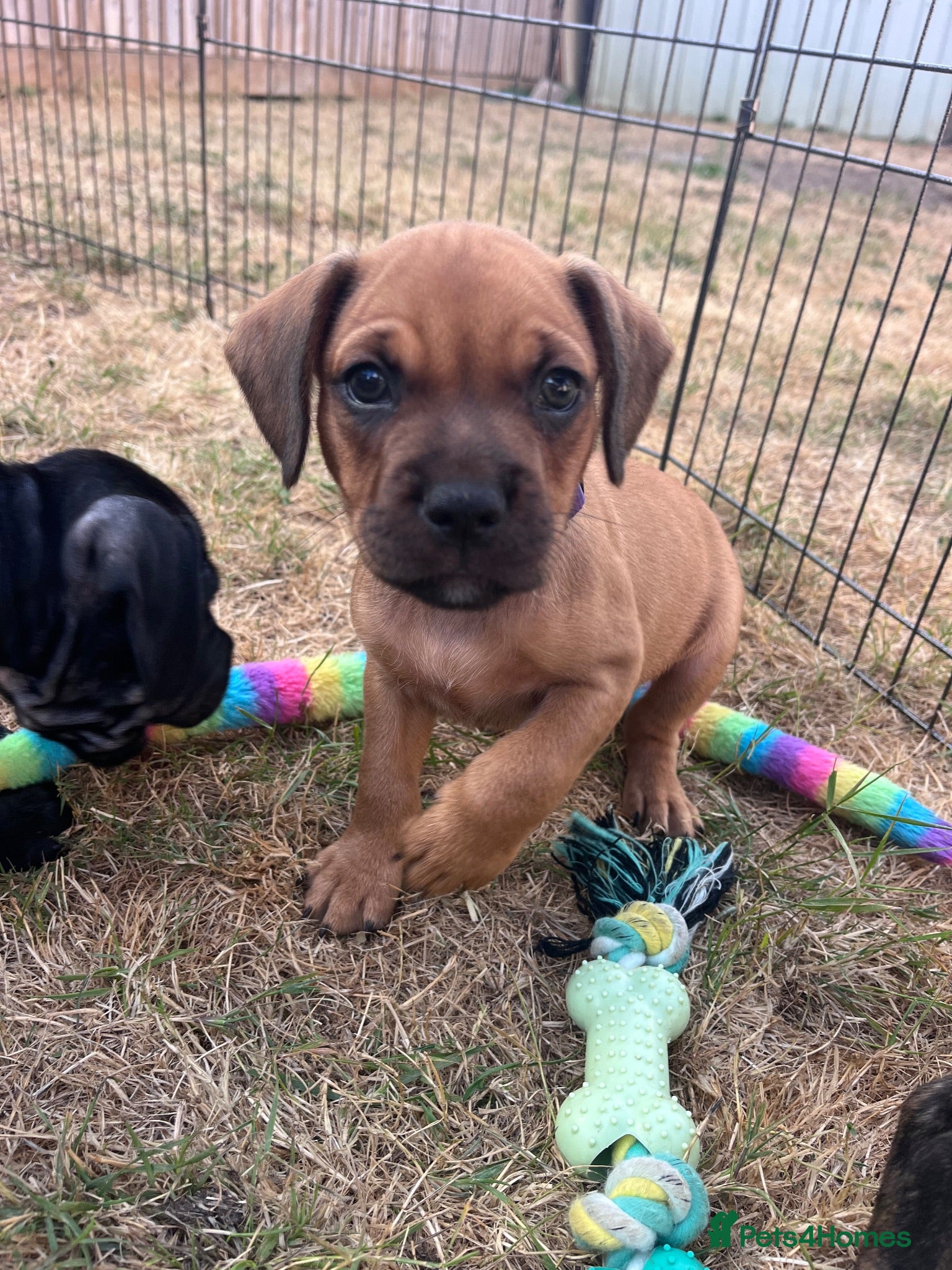 Mixed Breed dogs Sprocker spaniel x Frenchie-Pei  - Advert 3