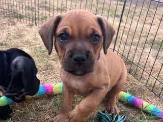 Mixed Breed dogs Sprocker spaniel x Frenchie-Pei - Advert 1