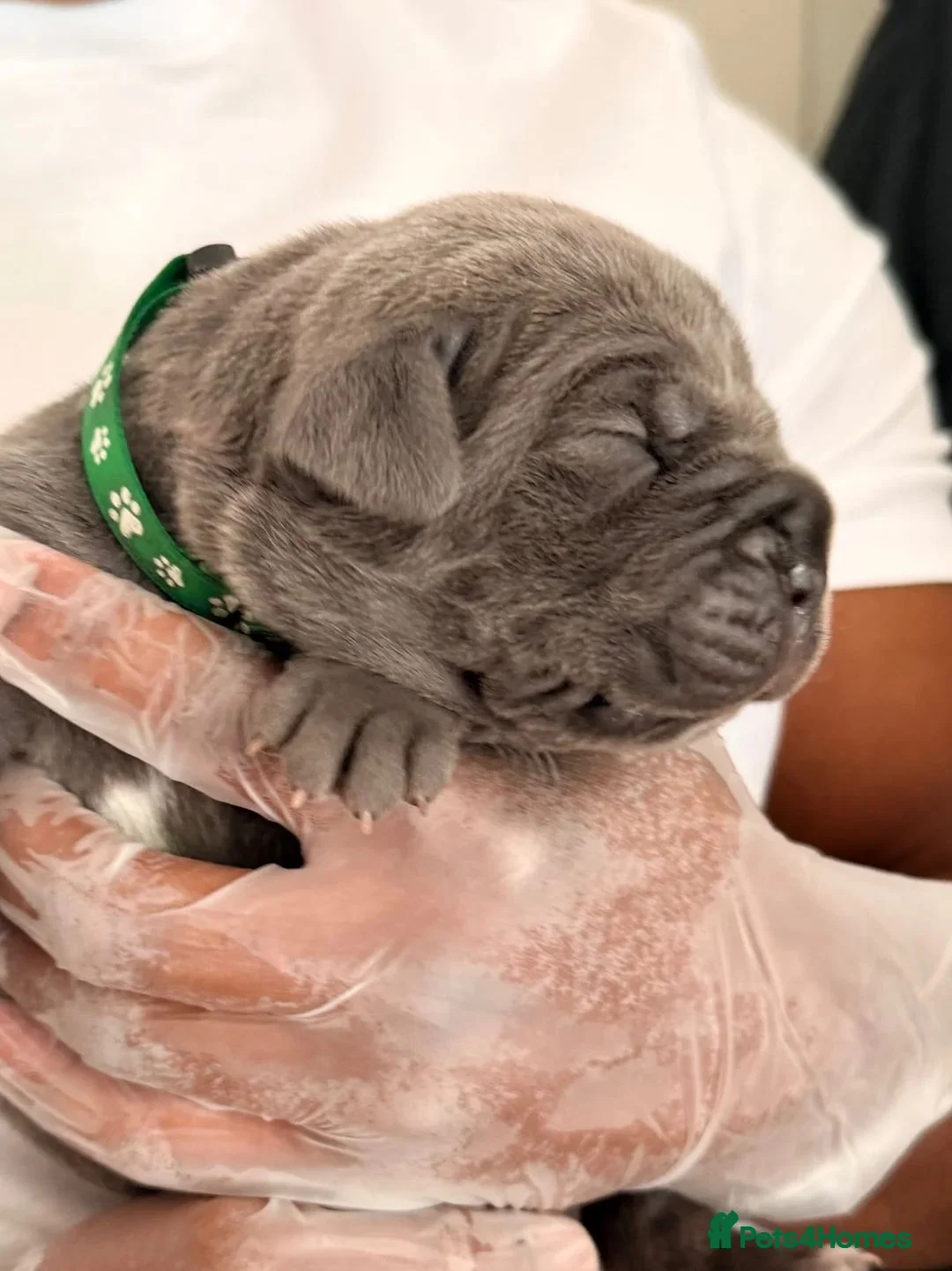 Cane Corso dogs for sale: Beautiful Cane Corso Puppies – 2 Boys, 2 Girls. in Sheffield - Advert 1