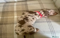 Miniature Dachshund dogs for sale: Stunning small Miniature Daschund’s - Image 7