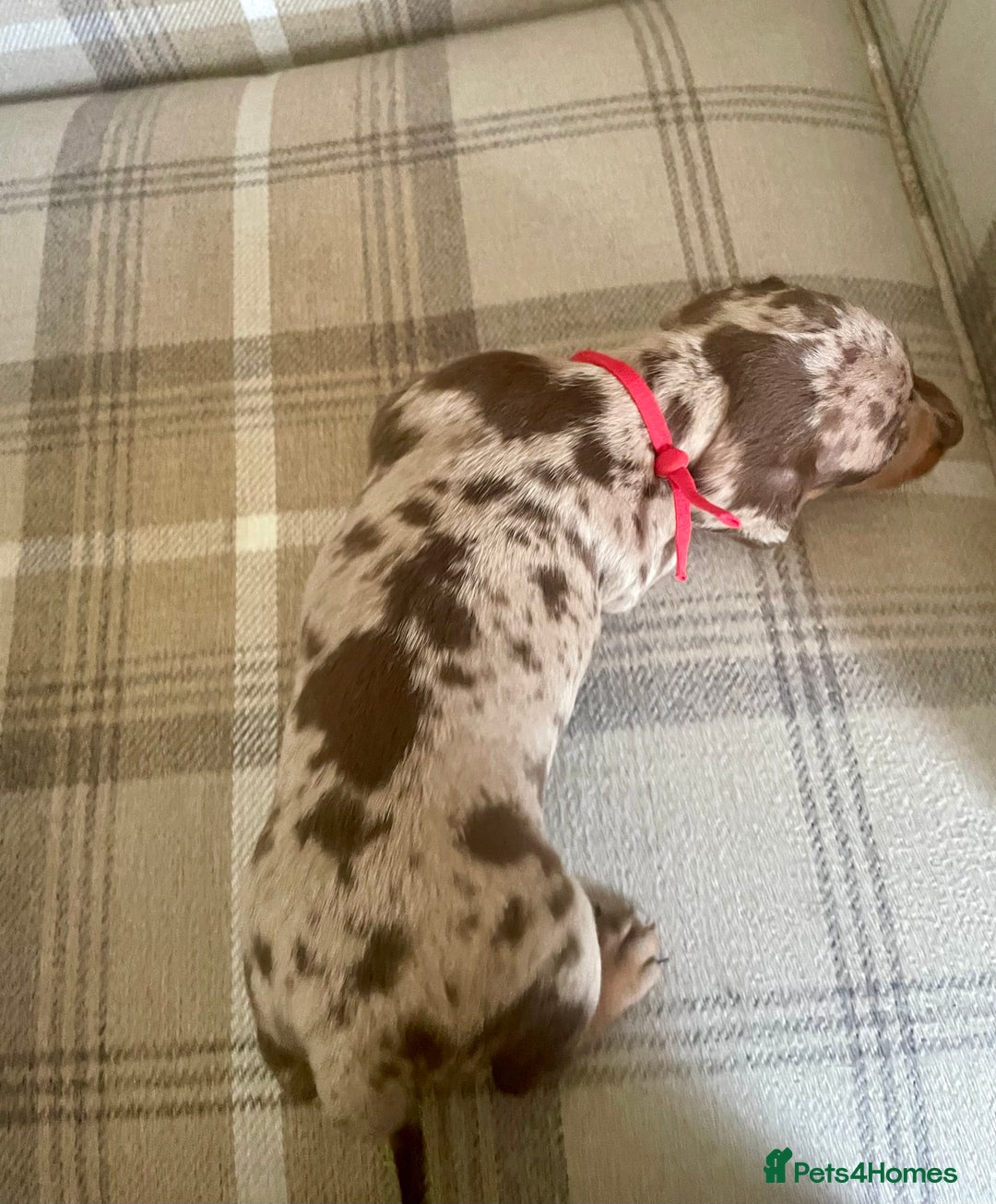 Miniature Dachshund dogs for sale: Stunning small Miniature Daschund’s - Image 7