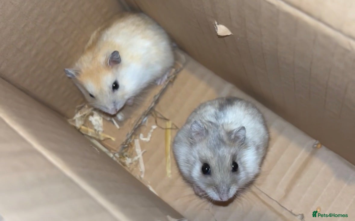Hamster rodents 2 white winter  hamsters for sale  - Advert 1
