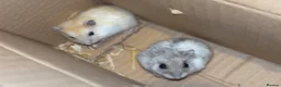 Hamster rodents for sale: 2 white winter  hamsters for sale  - Advert 1