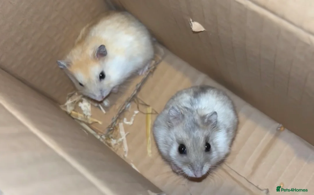 Hamster rodents for sale: 2 white winter  hamsters for sale  - Advert 1