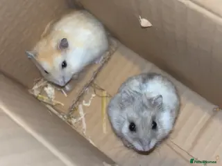Hamster rodents 2 white winter hamsters for sale - Advert 1