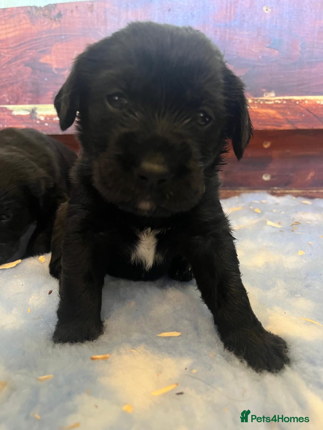 Mixed Breed dogs for sale: Gorgeous German Wirehaired Pointer X puppies  - Image 6